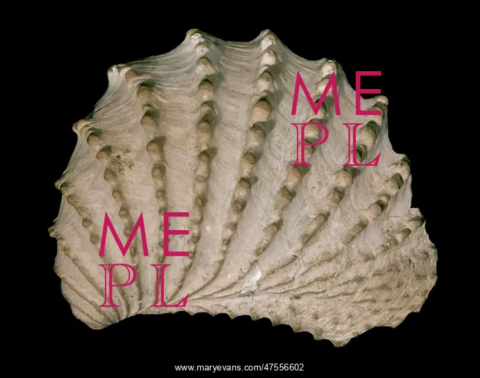  : Scabrotrigonia thoracica, bivalve