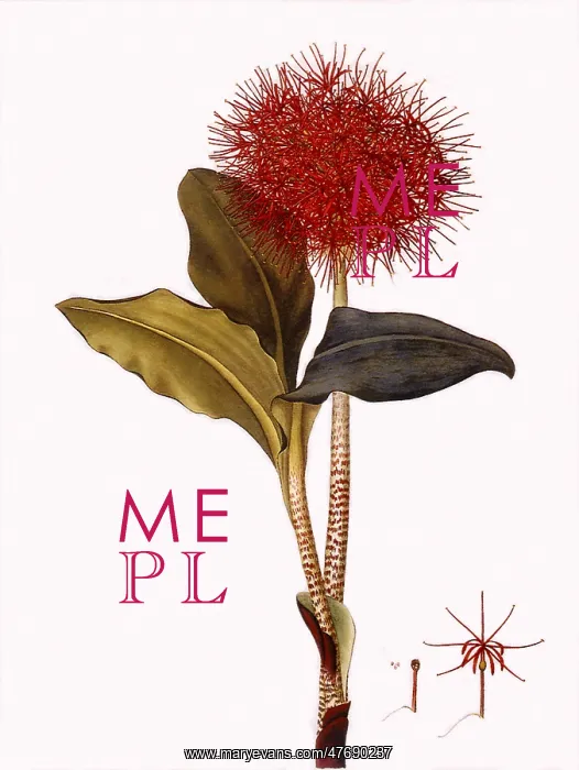  : Scadoxus Multiflorus