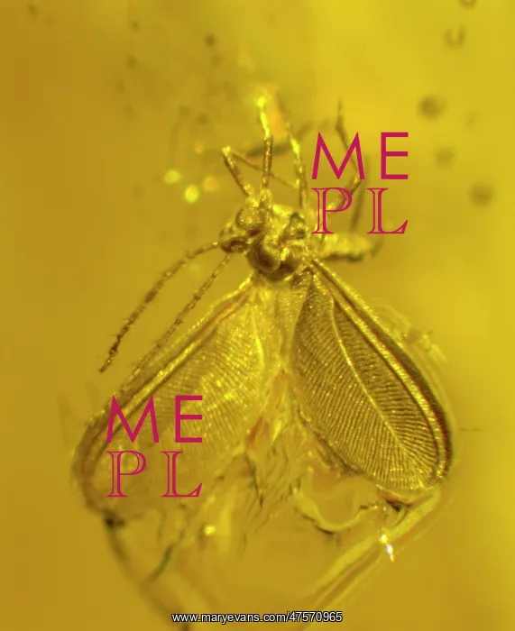 : Scale insect in amber : Scale insect in amber