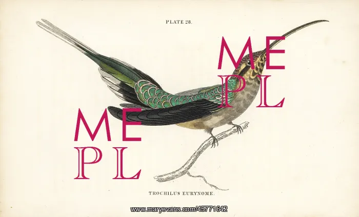 : Scale-throated hermit, Phaethornis eurynome : Scale-throated hermit, Phaethornis eurynome