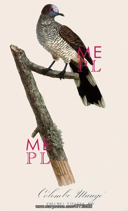  : Scaled Dove, Scardafella squammata