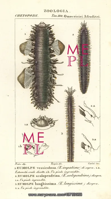 : Scaleworms or segmented worms : Scaleworms or segmented worms