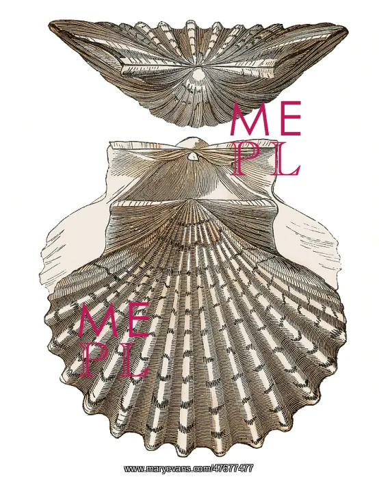 : Scallop Shell, Illustration : Scallop Shell, Illustration
