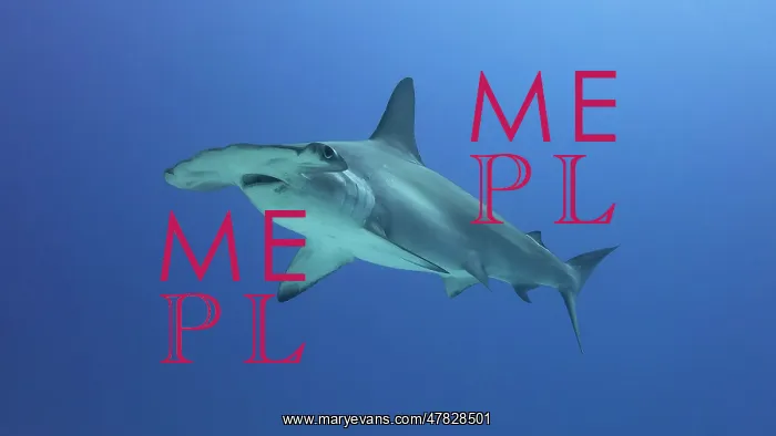 : Scalloped Hammerhead Shark : Scalloped Hammerhead Shark
