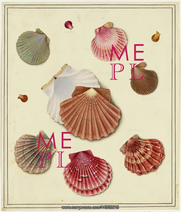 : Scallops by Edward Donovan (1768 - 1837), artist : Scallops by Edward Donovan (1768 - 1837), artist