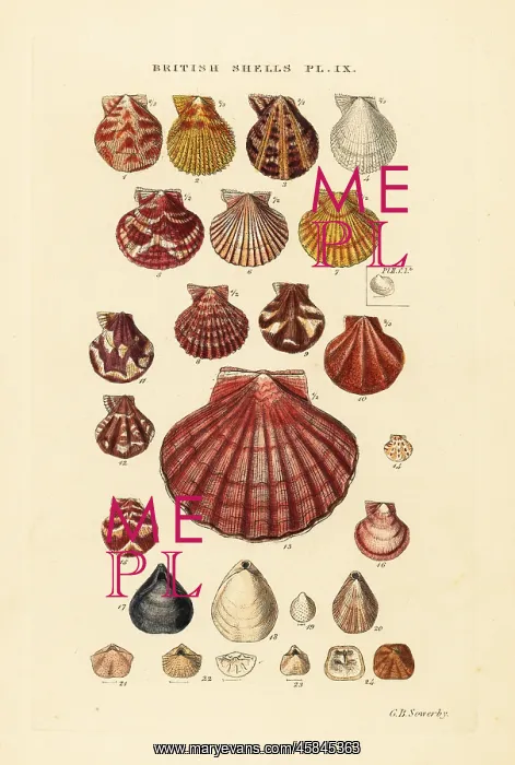 : Scallops, Pecten maximus, Terebratula, Argiope, etc : Scallops, Pecten maximus, Terebratula, Argiope, etc