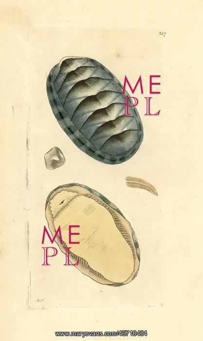 : Scaly chiton, Chiton squamosus : Scaly chiton, Chiton squamosus