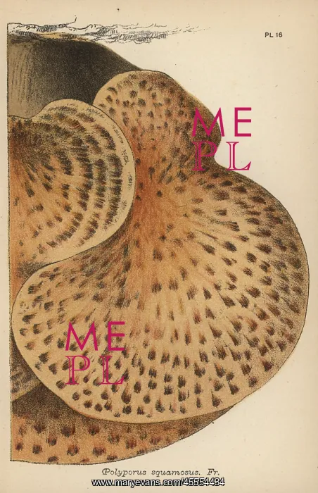 : Scaly polypore, Polyporus squamosus : Scaly polypore, Polyporus squamosus