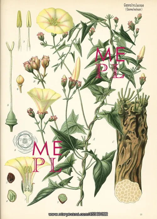 : Scammony bindweed, Convolvulus scammonia : Scammony bindweed, Convolvulus scammonia
