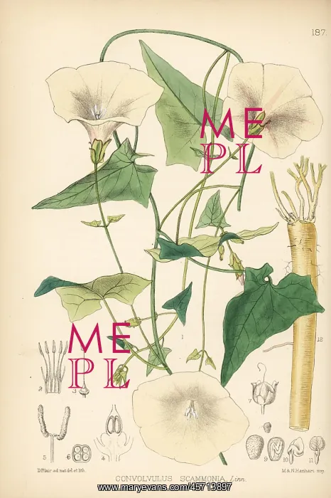 : Scammony, Convolvulus scammonia : Scammony, Convolvulus scammonia