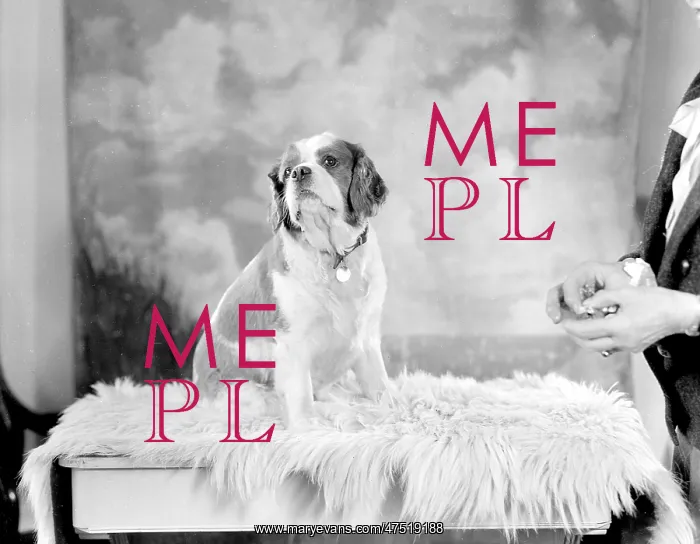  : Scamp, Mrs Jarvis Dog