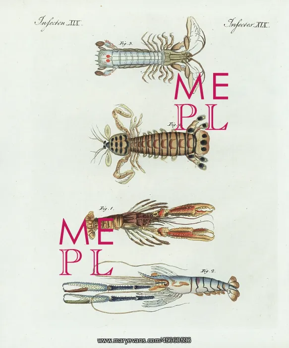 : Scampi, shrimp, crayfish, and mantis shrimp : Scampi, shrimp, crayfish, and mantis shrimp