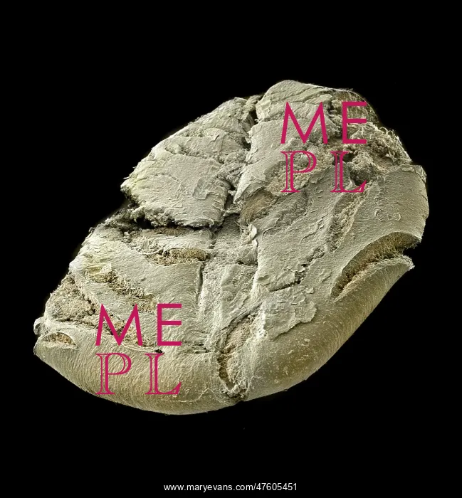 : Oats. A scanning electron microscope (SEM) image of oats : Oats. A scanning electron microscope (SEM) image of oats