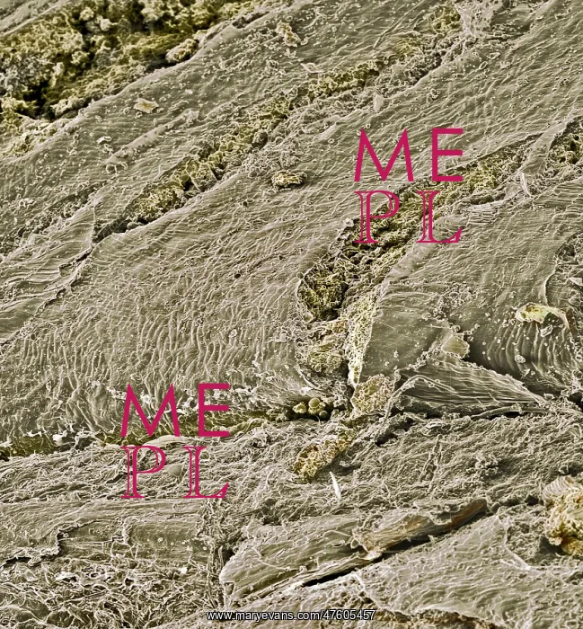 : Oats. A scanning electron microscope (SEM) image of oats : Oats. A scanning electron microscope (SEM) image of oats
