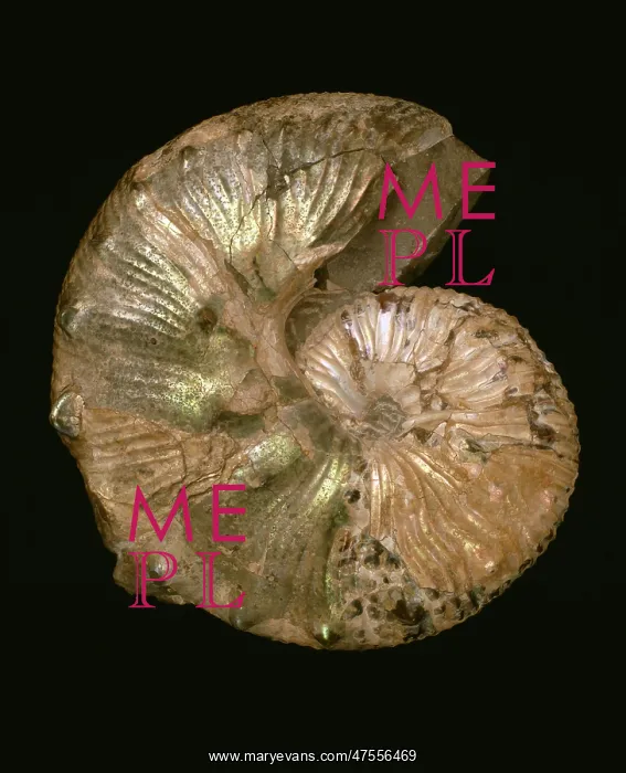 : Scaphites nodosus, ammonite : Scaphites nodosus, ammonite