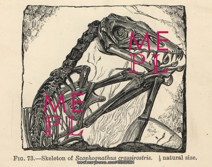 : Scaphognathus crassirostris skeleton : Scaphognathus crassirostris skeleton