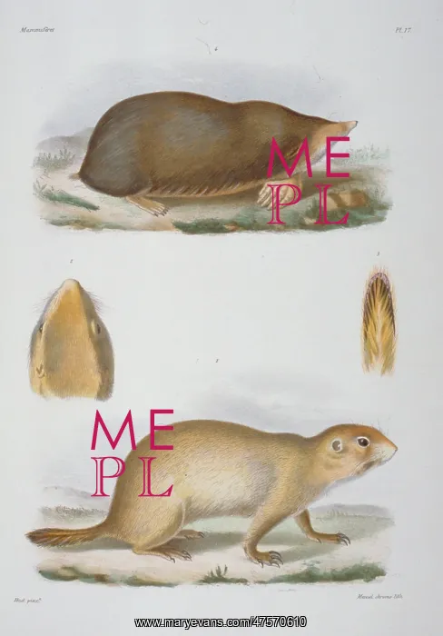 : Scaptochirus moschatus, short-faced mole : Scaptochirus moschatus, short-faced mole