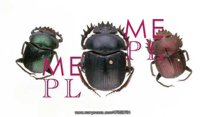 : Scarab beetles : Scarab beetles