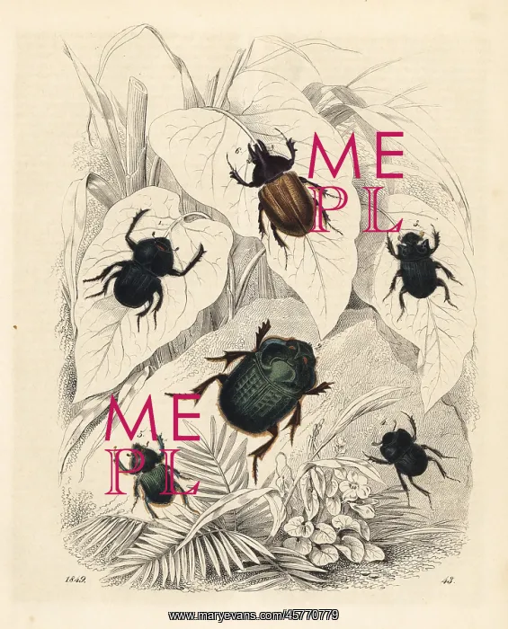 : Scarab and dung beetles : Scarab and dung beetles