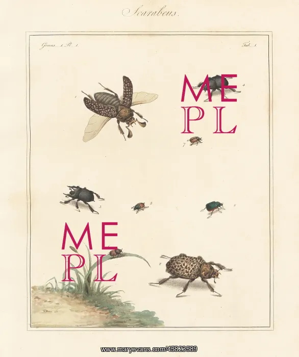 : Scarab, minotaur, dung beetles, etc : Scarab, minotaur, dung beetles, etc