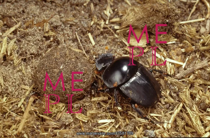 : Scarabaeus rusticus, dung beetle : Scarabaeus rusticus, dung beetle