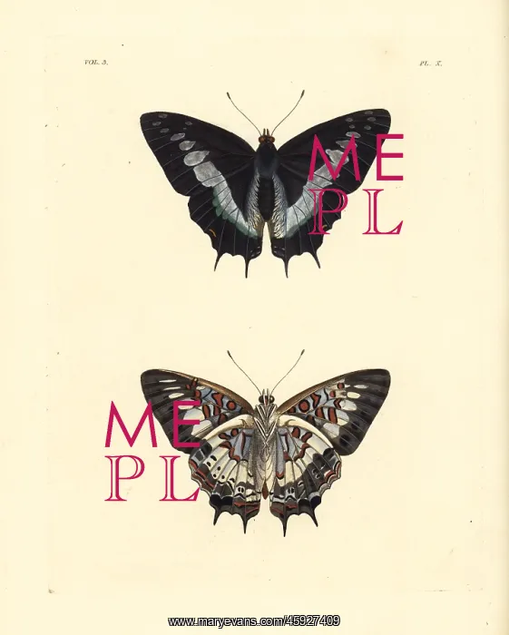 : Scarce forest emperor, Charaxes etesipe : Scarce forest emperor, Charaxes etesipe