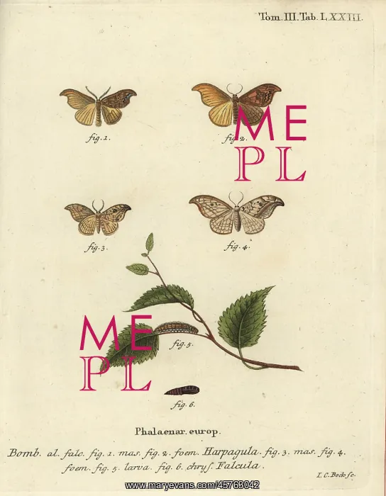 : Scarce hook-tip and pebble hook-tip : Scarce hook-tip and pebble hook-tip