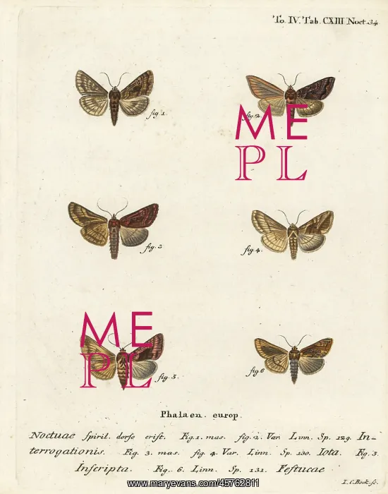 : Scarce silver Y, plain golden Y and gold spot : Scarce silver Y, plain golden Y and gold spot