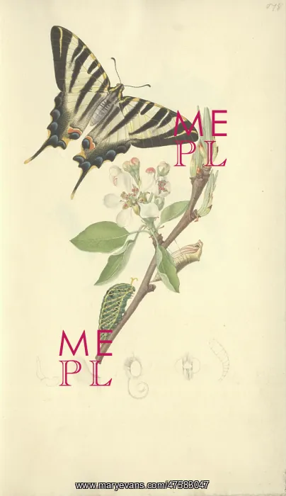 : Scarce Swallowtail by John Curtis (1791 - 1862) : Scarce Swallowtail by John Curtis (1791 - 1862)