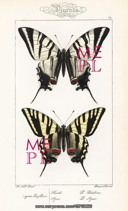 : Scarce swallowtail and unknown swallowtail : Scarce swallowtail and unknown swallowtail
