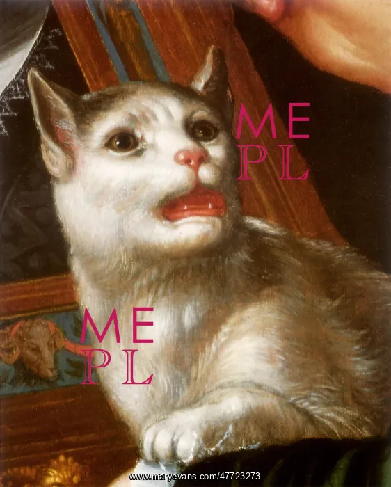  : Scared Cat