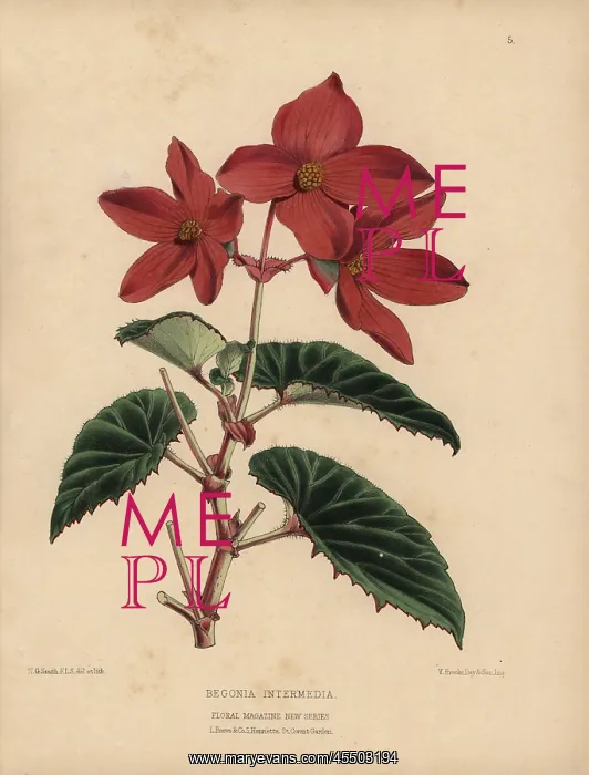 : Scarlet begonia intermedia : Scarlet begonia intermedia