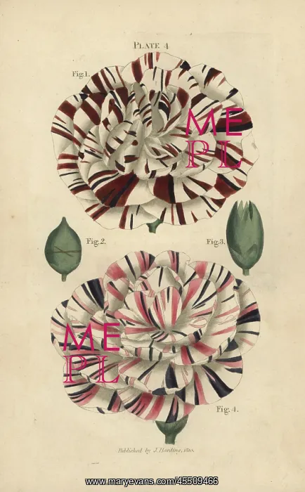 : Scarlet bizard and variegated crimson bizard carnation : Scarlet bizard and variegated crimson bizard carnation