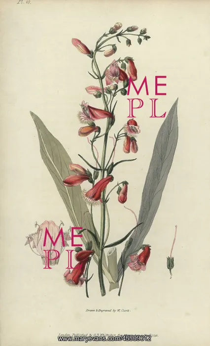 : Scarlet bugler, Penstemon barbatus : Scarlet bugler, Penstemon barbatus