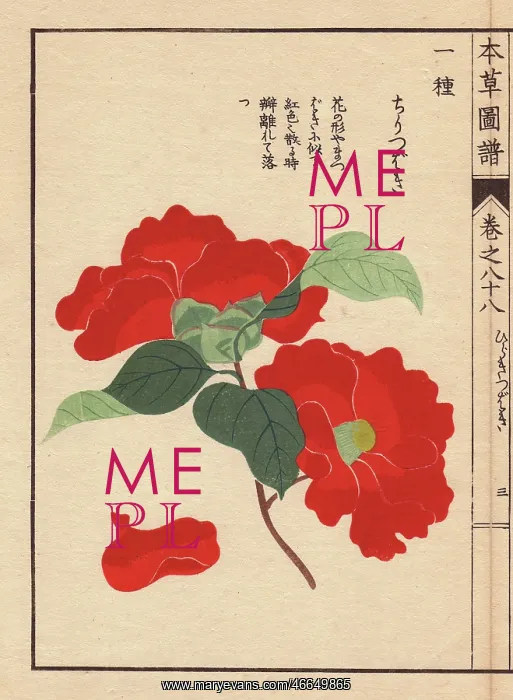 : Scarlet camellia, Chiri tsubaki, Thea japonica Nois var : Scarlet camellia, Chiri tsubaki, Thea japonica Nois var