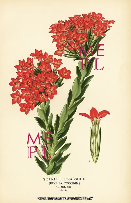 : Scarlet carrula, Crassula coccinea : Scarlet carrula, Crassula coccinea