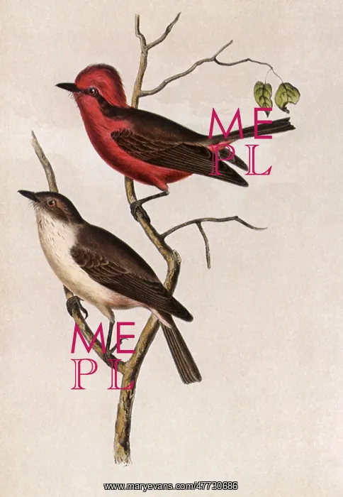  : Scarlet-crowned Flycatcher, Pyrocephalus rubineus