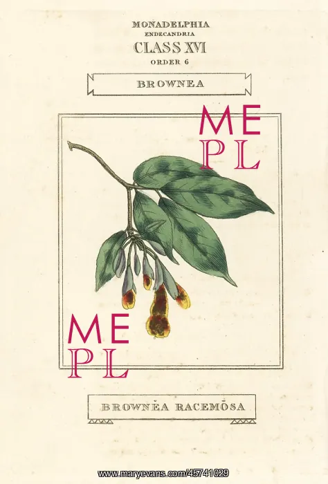 : Scarlet flame bean, Brownea coccinea subsp. capitella : Scarlet flame bean, Brownea coccinea subsp. capitella