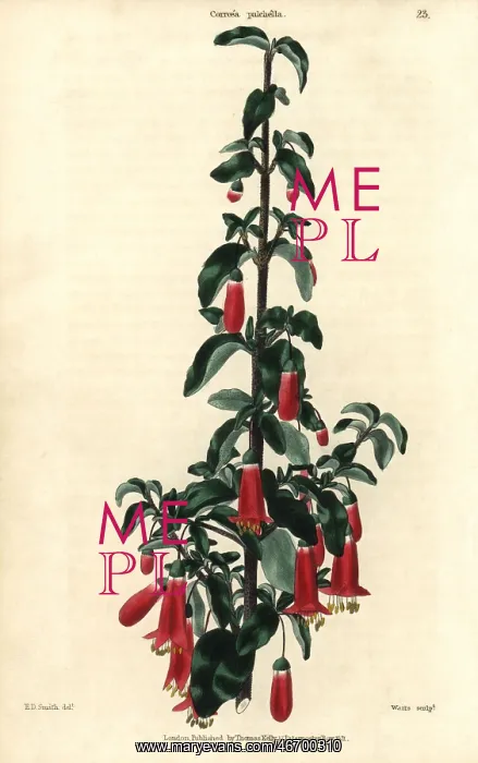 : Scarlet flowered salmon correa, Corroea pulchella : Scarlet flowered salmon correa, Corroea pulchella