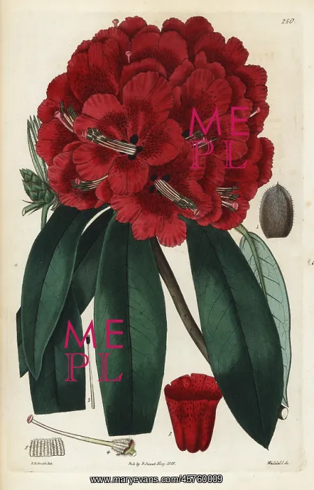 : Scarlet-flowered tree rhododendron, Rhododendron arboreum : Scarlet-flowered tree rhododendron, Rhododendron arboreum