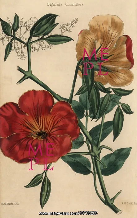 : Scarlet flowered trumpet-flower, Bignonia grandiflora : Scarlet flowered trumpet-flower, Bignonia grandiflora