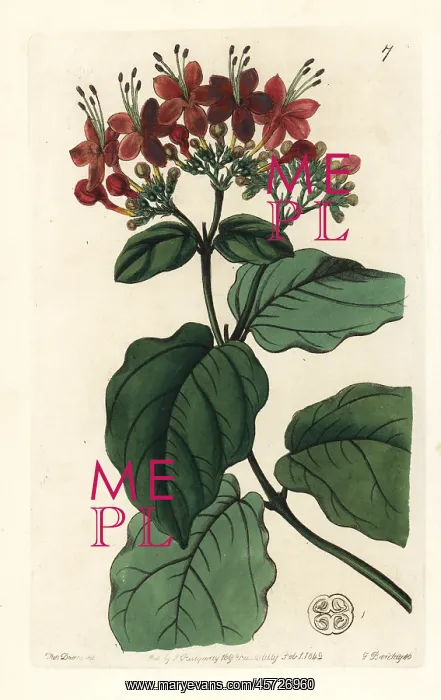 : Scarlet glory-tree, Clerodendrum splendens : Scarlet glory-tree, Clerodendrum splendens