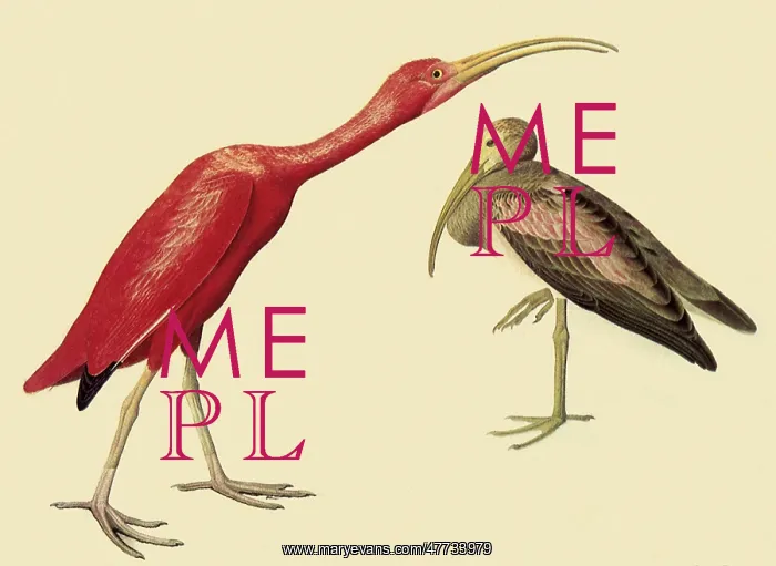  : Scarlet Ibis