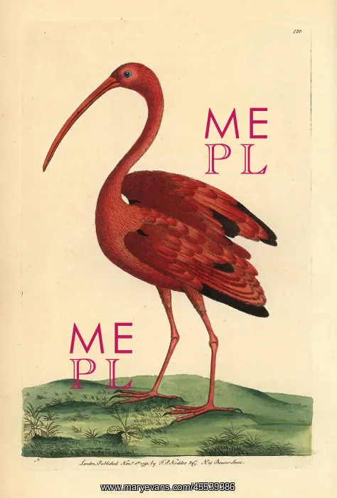  : Scarlet ibis, Eudocimus ruber