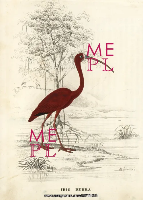 : Scarlet ibis, Eudocimus ruber : Scarlet ibis, Eudocimus ruber