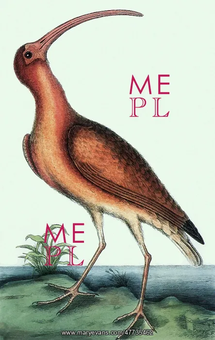  : Scarlet Ibis, Eudocimus ruber
