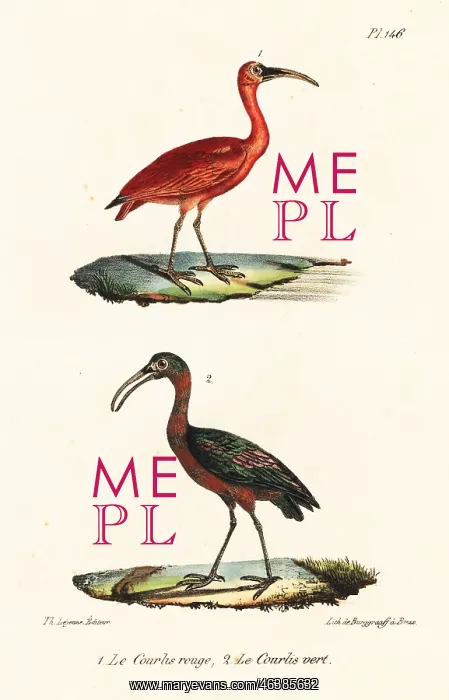 : Scarlet ibis and olive ibis : Scarlet ibis and olive ibis