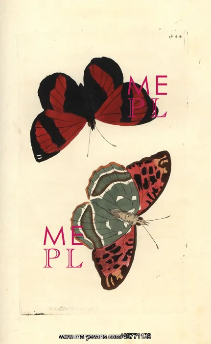 : Scarlet leafwing, Siderone galanthis, and : Scarlet leafwing, Siderone galanthis, and