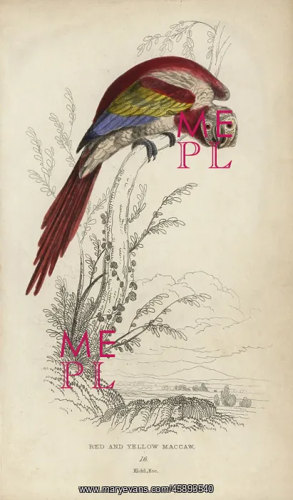 : Scarlet macaw, Ara macao : Scarlet macaw, Ara macao