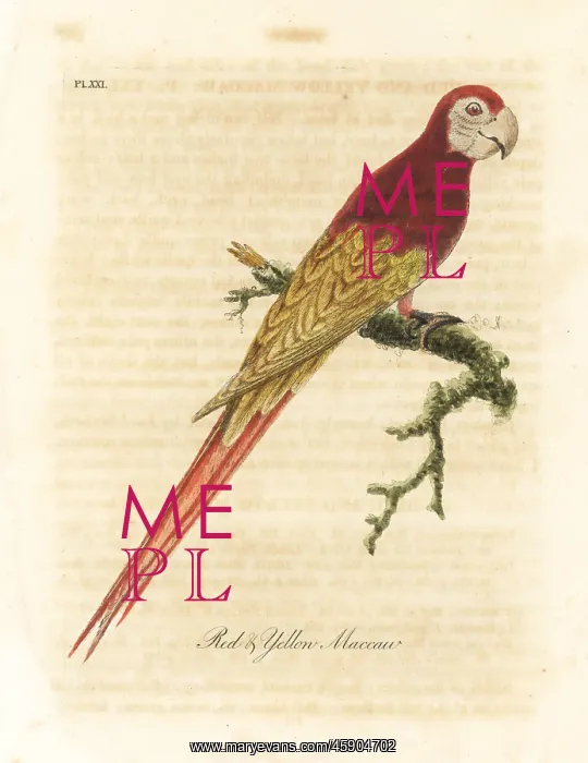 : Scarlet macaw, Ara macao : Scarlet macaw, Ara macao